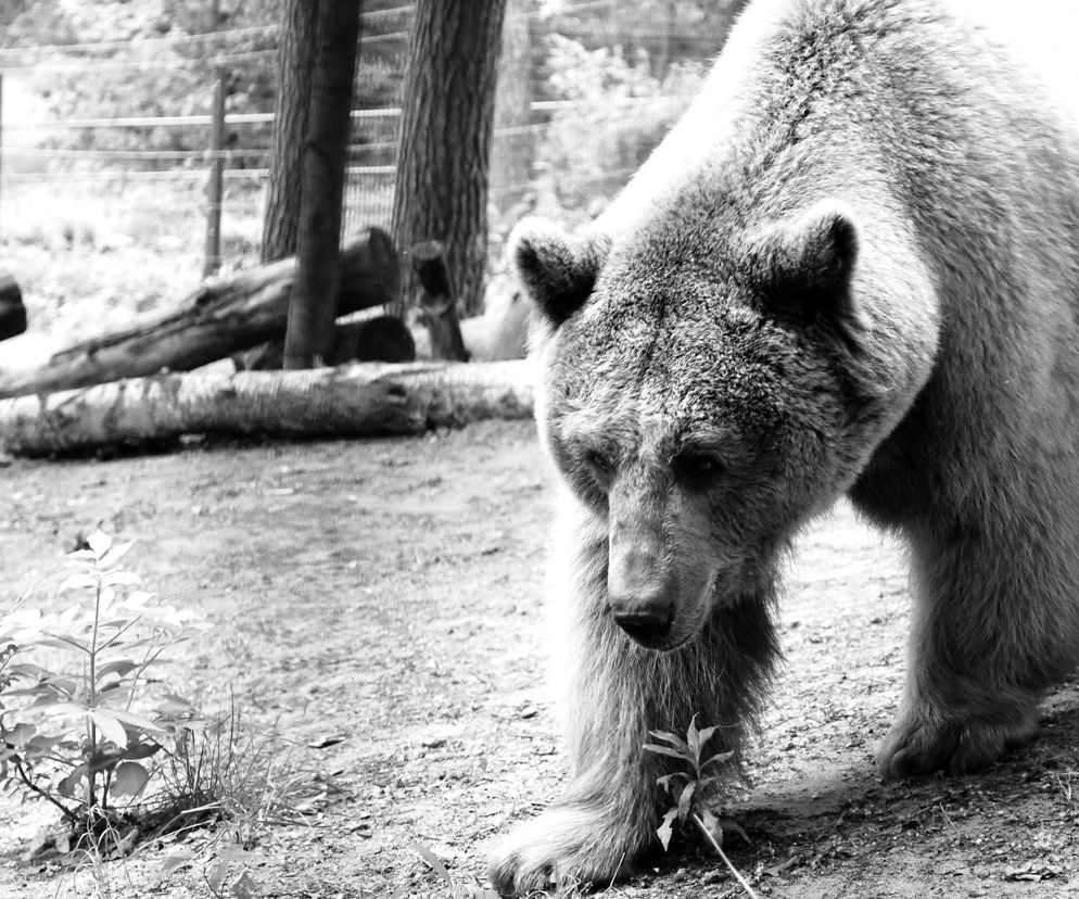 Niedźwiedź brunatny Baloo nie żyje