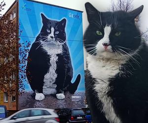 Szczecin pamięta o kocie Gacku! Mural z podobizną kociego celebryty już odsłonięty