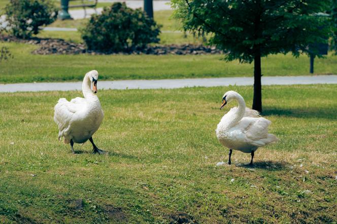 Mieszkańcy Wodzisławia Śląskiego uwielbiają parkę łabędzi 