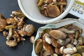 To najpiękniejsze grzyby w Polsce 2024. Oto Wasze zbiory leśnych skarbów