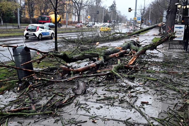 Połamane drzewa w Szczecinie