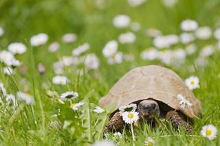 Żółw w domu – ile żyje żółw? Ile kosztuje żółw? Poradnik dla właścicieli żółwi