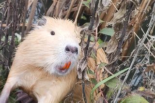 Inwazyjny gatunek gryzonia rozplenił się w Krakowie. Powoduje poważne szkody
