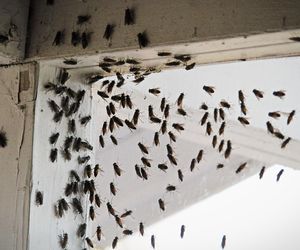 Ich ugryzienia mogą boleć nawet przez kilka tygodni. Sposób na pokonanie tych owadów masz w zasięgu ręki 