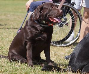 Psia radość i ludzkie serca. Myślęcinek pełen dobrych ludzi i ich czworonogów