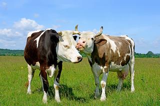Mają pomysł na efekt cieplarniany. Chcą ograniczyć hodowlę krów!