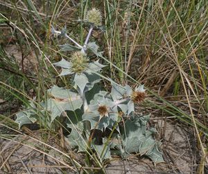 Mikołajek nadmorski - Eryngium maritimum