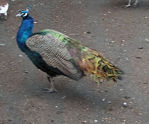 Zginął w wypadku gdy jechał po pawia 