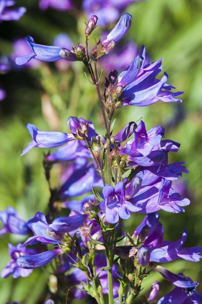 Penstemon heterophyllus 'Heavenly Blue'