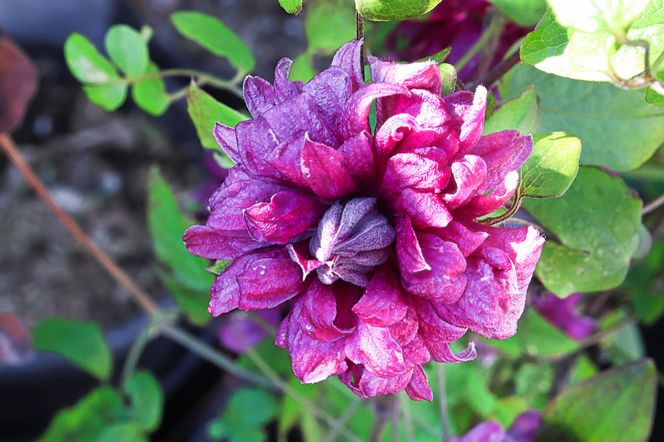 Clematis 'Purpurea Plena Elegans'