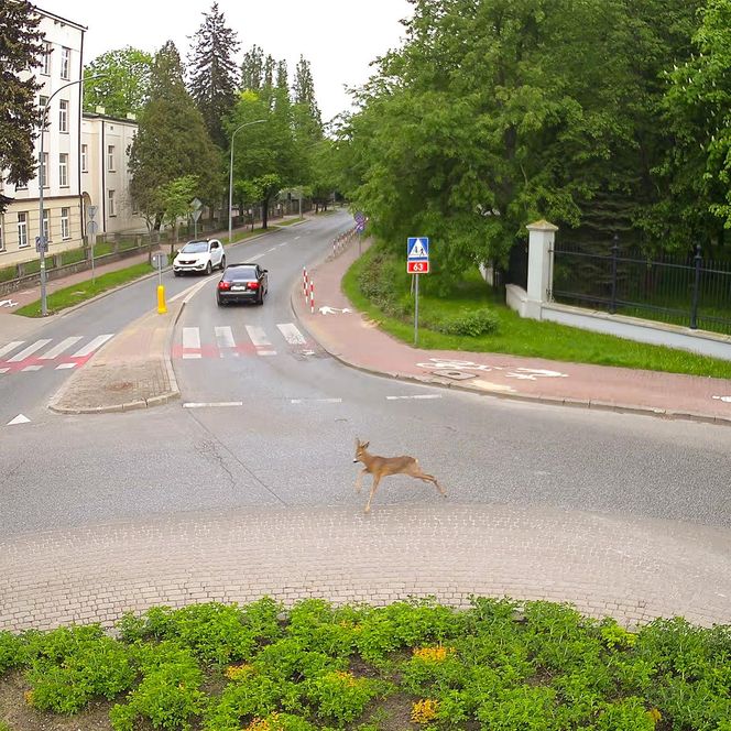 Koziołek przebiegł przez rondo i wbiegł do parku miejskiego w Siedlcach