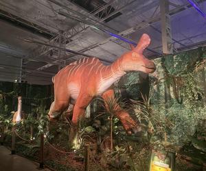 Wystawa Jurassic Adventure w Muzeum Nowa Praga w Warszawie. Dinozaury w rzeczywistej wielkości