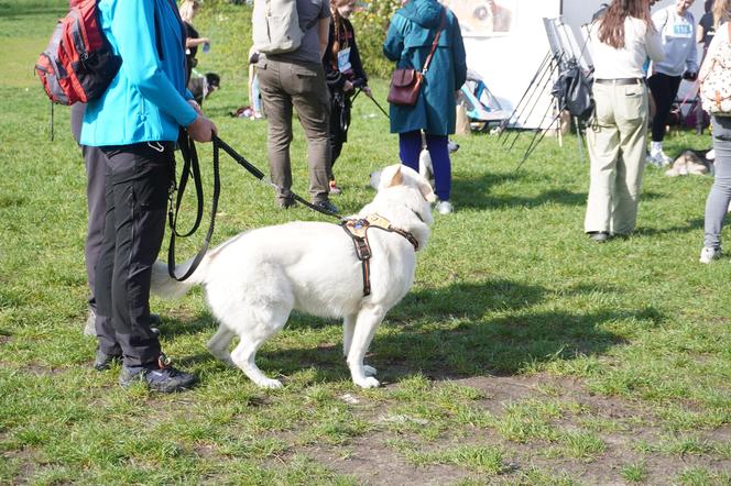 Dogtrekking w Poznaniu