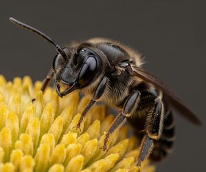 Lucyfer ma rogi i skrzydła. Czego jeszcze nie wiemy o australijskiej faunie?
