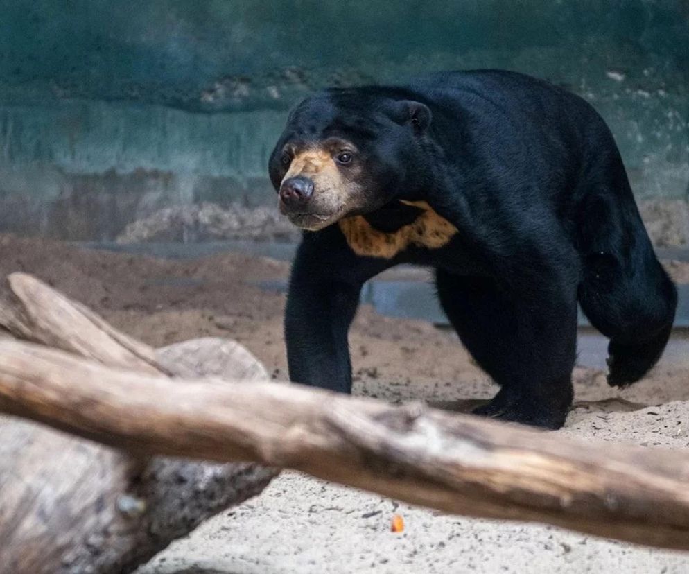 Nowa gwiazda w Orientarium Zoo Łódź. Do zwierząt dołączyła Gula, niedźwiedzica malajska!