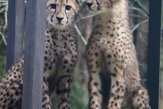 Gepardy w gdańskim zoo