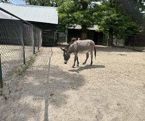 Konińskie mini ZOO apeluje o niedokarmianie zwierząt