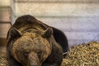 Smutny los niedźwiedzicy Pocy. Była w niewoli. Teraz odżyje w zoo?