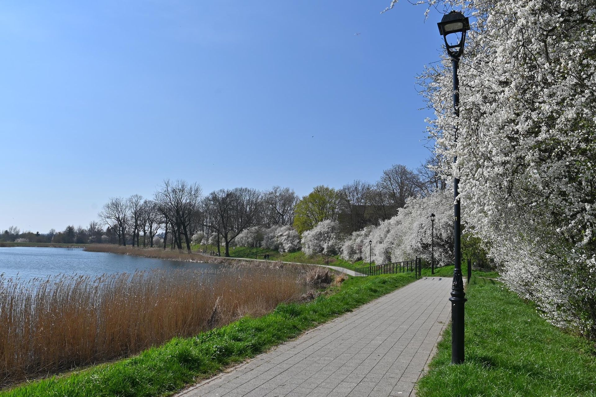 Rewitalizacja Dolnego Miasta i Starego Przedmieścia