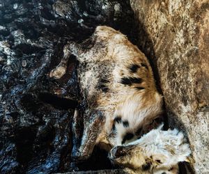 Zagłodził stado krów, a także kury