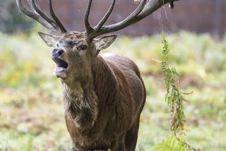 Jeleń pogonił protestujących