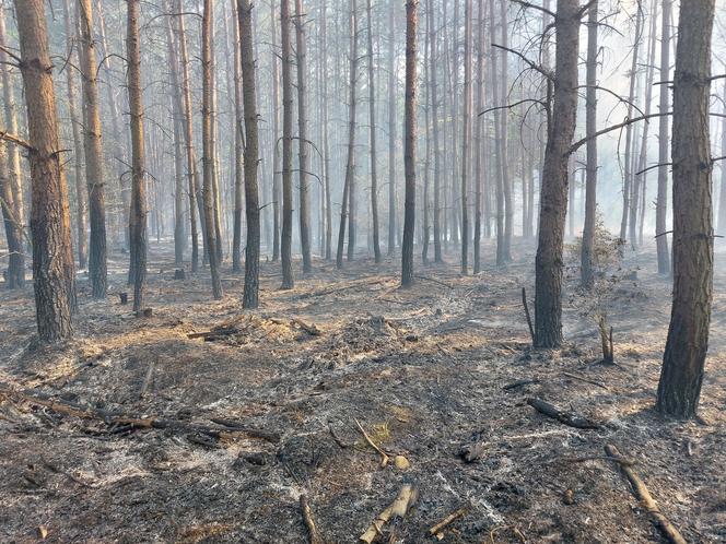 Pożar w lesie w Lubuskiem. Interweniowały służby