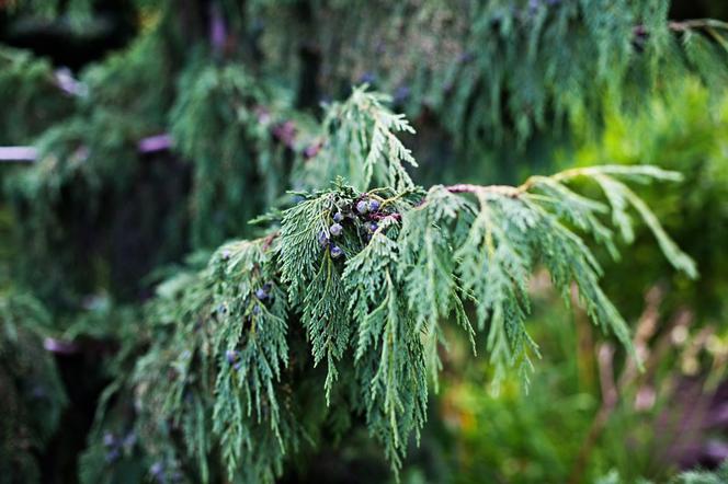 Cyprysik nutkajski – uprawa, pielęgnacja, odmiany i zastosowanie cyprysika nutkajskiego