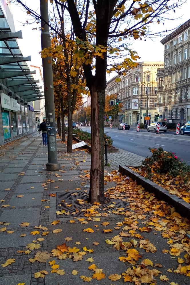 Ktoś celowo niszczy drzewa w centrum Szczecina