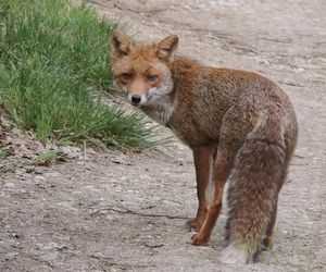 Kolejne ognisko wścieklizny w województwie. Wydano ważny komunikat