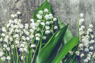 Konwalia. Czego jest symbolem? W jaki sposób sprawić, by bukiet stał w wazonie nawet dwa tygodnie? 