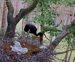 Bocian czarny wyrzucił z gniazda dwa pisklaki