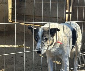 Przygotowania do nadchodzącej zimy. Odwiedziliśmy olsztyńskie Schronisko dla zwierząt [ZDJĘCIA]