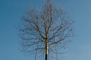 Spektakularna akcja na AGH w Krakowie. Przesadzili prawie 10-tonowe drzewo! 