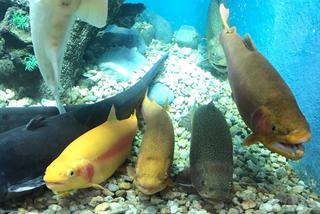 Gigantyczne akwarium na targach Rybomania 2017