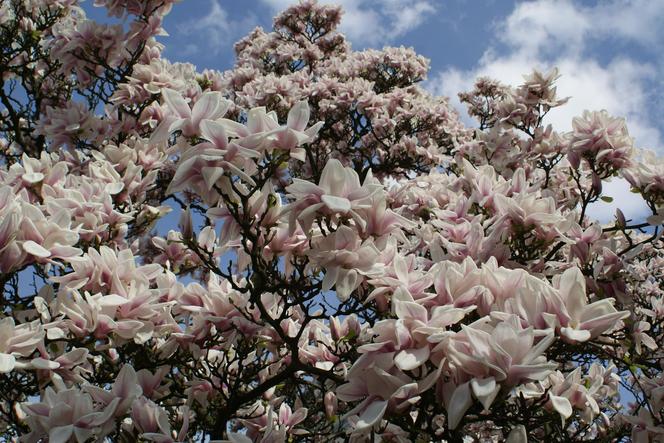 Szlak Magnolii w Cieszynie to największa atrakcja wczesnej wiosny