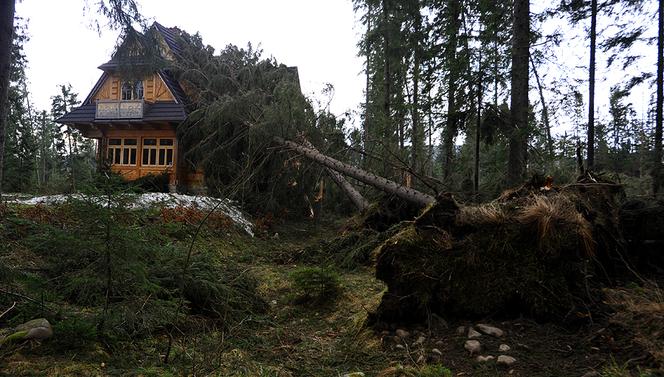 Halny w Tatrach. Połamane drzewa, uszkodzone domy