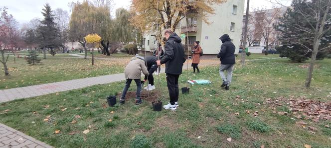 Kielce sadzą drzewa