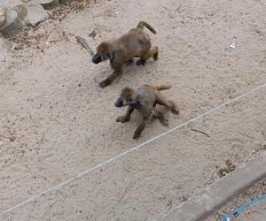 Zwierzęta w zoo we Wrocławiu