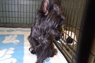 Zatrzymał metro i patrzy na świat zza krat. Krnąbrny piesek czeka na odbiór z Palucha