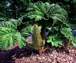 Ogród Botaniczny w Powsinie