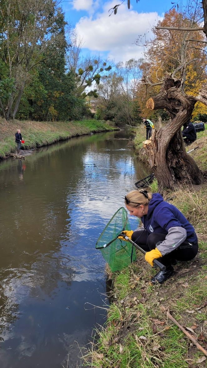 Nutrie w Rybniku są już odławiane