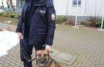 Policyjny pies uratował starszą kobietę