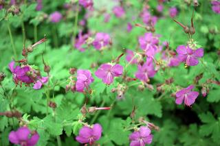 Jakie kwiaty na dywan kwiatowy? Rośliny kobiercowe i okrywowe