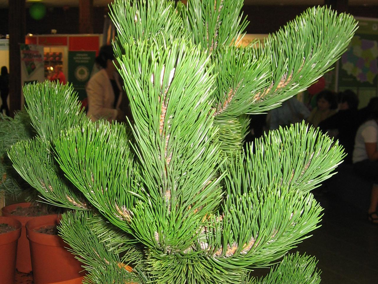 Pinus nigra Oregon Green