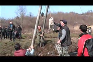 Bułgarzy wieszają psy