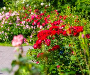 7 najładniejszych ogrodów botanicznych w Polsce. Kiedy je odwiedzić i gdzie są?