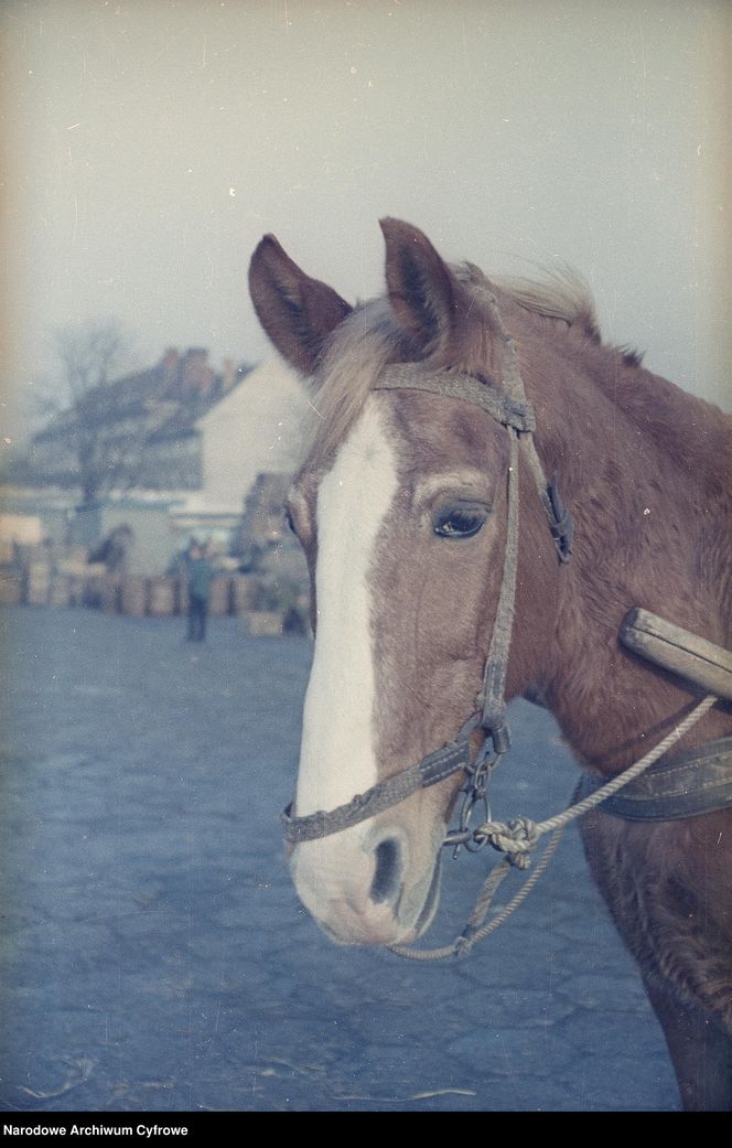 Targowisko Turzyn w latach 1964-1966