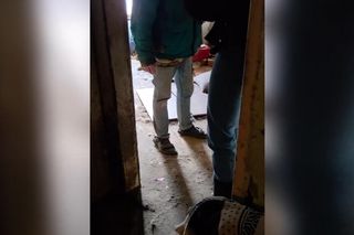 Psy w tragicznych warunkach