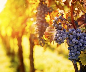 Obieram i zawsze w kwietniu pryskam tym winorośl. Jesienią mam soczyste winogrona, a sąsiedzi zielenieją z zazdrości. Sposób na opryskiwanie winorośli