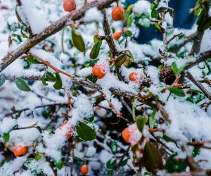 Pogodowy zwrot akcji w Toruniu. Nagły powrót śniegu